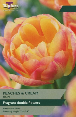 Tulip Peaches & Cream x 9