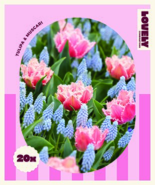 Tulip Pink & Muscari Blue Combi Pack