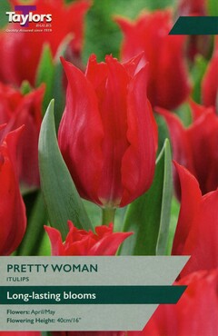 Tulip Pretty Woman x 7