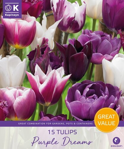 Tulip Purple Dreams Promo Pack
