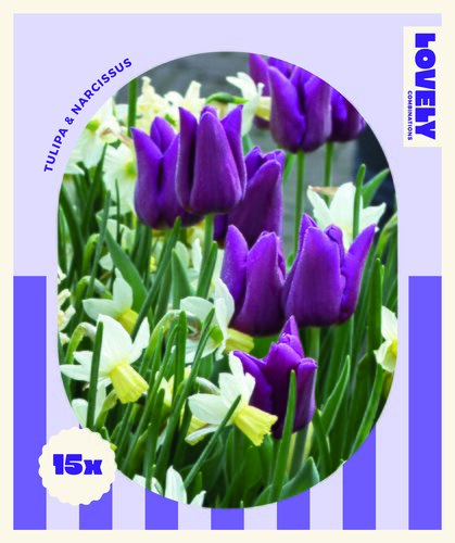 Tulip Purple & Narcissus White Combi Pack