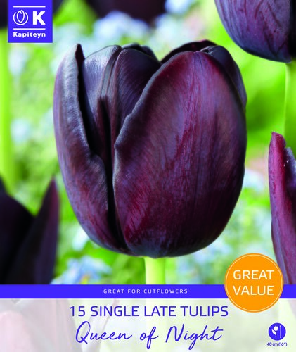 Tulip Queen Of The Night Promo Pack