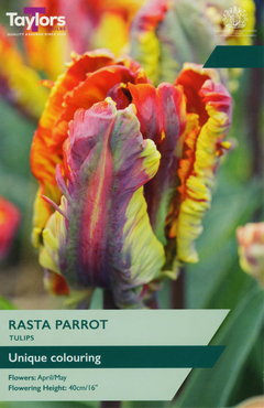 Tulip Rasta Parrot