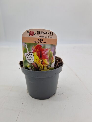 Tulip Rasta Parrot Potted Bulb 9cm