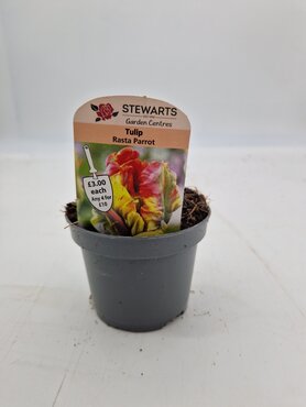 Tulip Rasta Parrot Potted Bulb 9cm