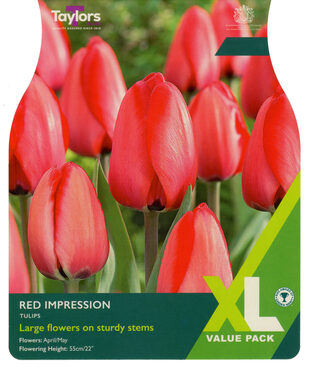 Tulip Red Impression XL Pack