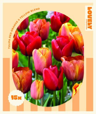 Tulip Red Orange Yellow Blend Combi Pack