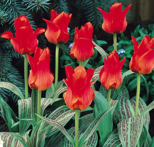 Tulip Red Riding Hood 6 Pack - image 1