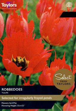 Tulip Robbedoes