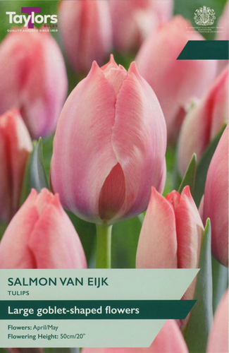 Tulip Salmon Van Eijk