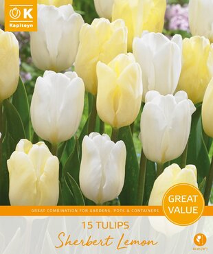 Tulip Sherbert Lemon Promo Pack