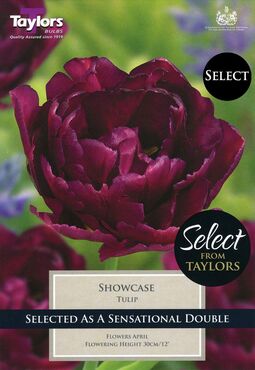 Tulip Showcase x 9