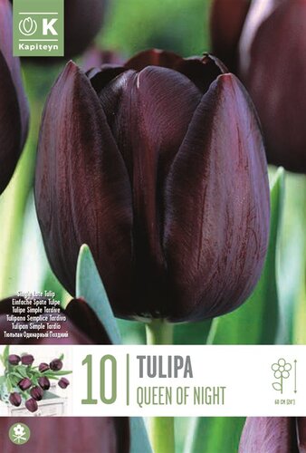 Tulip Single Late Queen Of Night