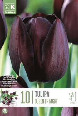 Tulip Single Late Queen Of Night