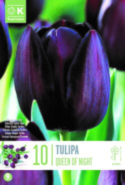 Tulip Single Late Queen Of Night x 10
