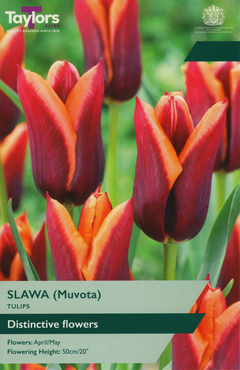 Tulip Slawa