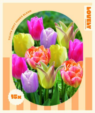 Tulip Soft Tones Combi Pack