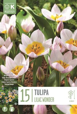 Tulip Specie Bakeri Lilac Wonder