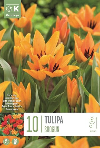 Tulip Specie Praestans Shogun