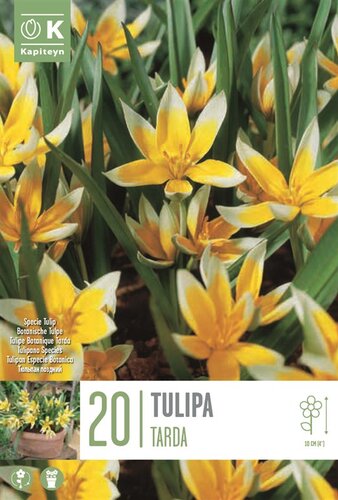 Tulip Specie Tarda