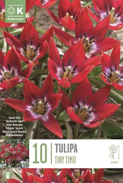 Tulip Specie Tiny Timo