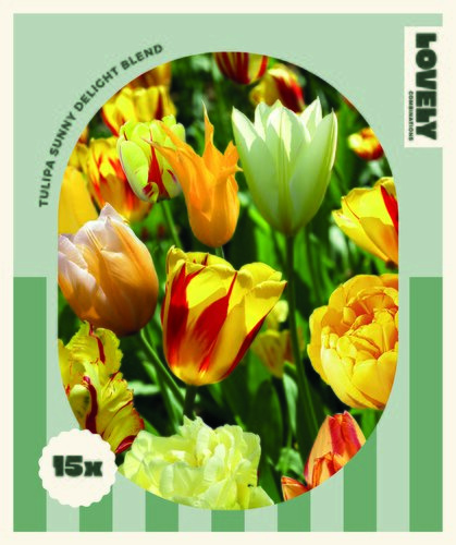 Tulip Sunny Delight Blend Combi Pack