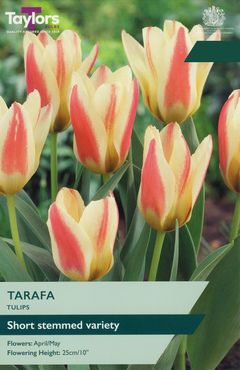 Tulip Tarafa