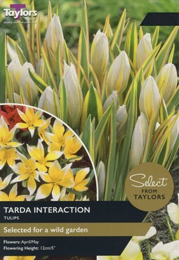 Tulip Tarda Interaction x 15