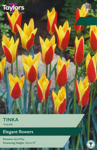Tulip Tinka