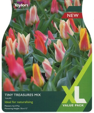 Tulip Tiny Treasures Mix x 18
