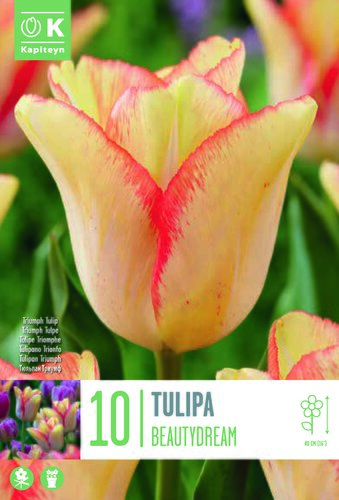 Tulip Triumph Beautydream