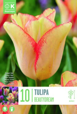 Tulip Triumph Beautydream