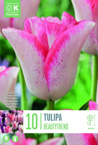 Tulip Triumph Beautytrend