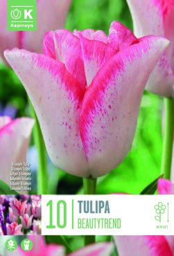 Tulip Triumph Beautytrend