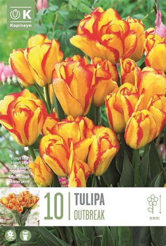 Tulip Triumph Dwarf Outbreak