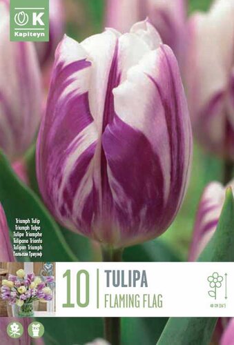 Tulip Triumph Flaming Flag