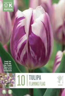 Tulip Triumph Flaming Flag