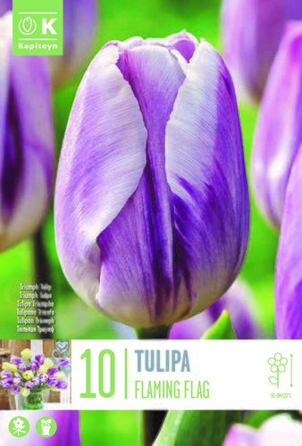 Tulip Triumph Flaming Flag x 10