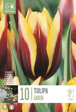 Tulip Triumph Gavota