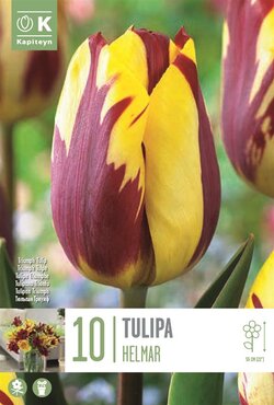 Tulip Triumph Helmar
