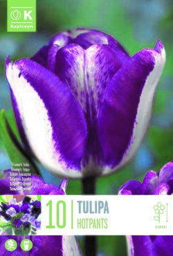 Tulip Triumph Hotpants x 10