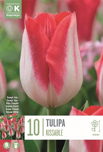 Tulip Triumph Kissable
