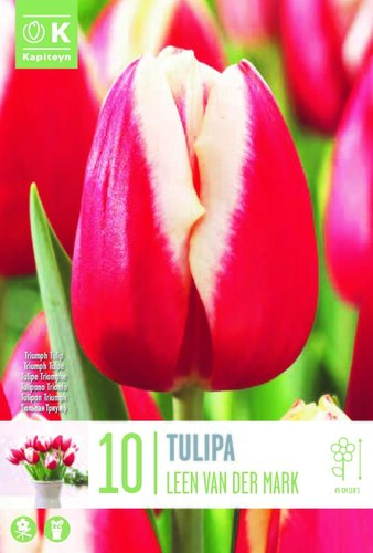 Tulip Triumph Leen Van Der Mar x 10