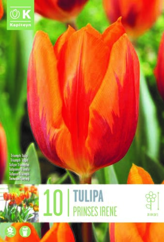 Tulip Triumph Prinses Irene x 10