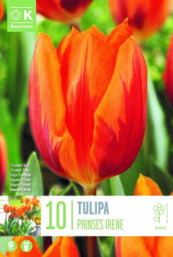 Tulip Triumph Prinses Irene x 10