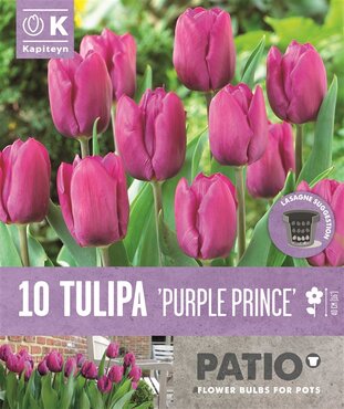 Tulip Triumph Purple Prince Patio Pack