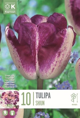 Tulip Triumph Shiun