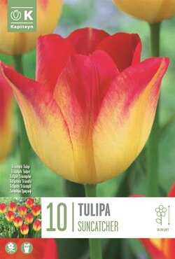 Tulip Triumph Suncatcher