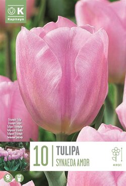 Tulip Triumph Synaeda Amor