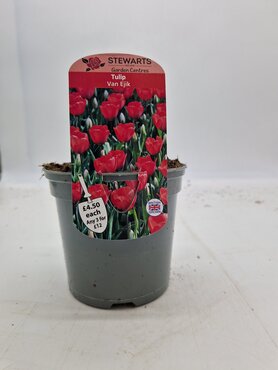 Tulip Van Eijk Potted Bulb 1 Litre